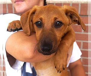 Dachshund-Unknown Mix Dogs for adoption in Carrollton, TX, USA