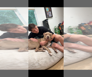 KIERAN - Male Mutt Dog for Adoption - Photo #8