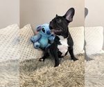 Small #1 French Bulldog