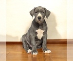 Puppy Tom Great Dane