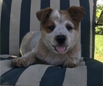 Small #1 Australian Cattle Dog