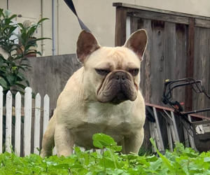 French Bulldog Puppy for sale in VISTA, CA, USA