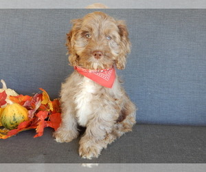 Cockapoo Puppy for sale in MILLERSBURG, OH, USA