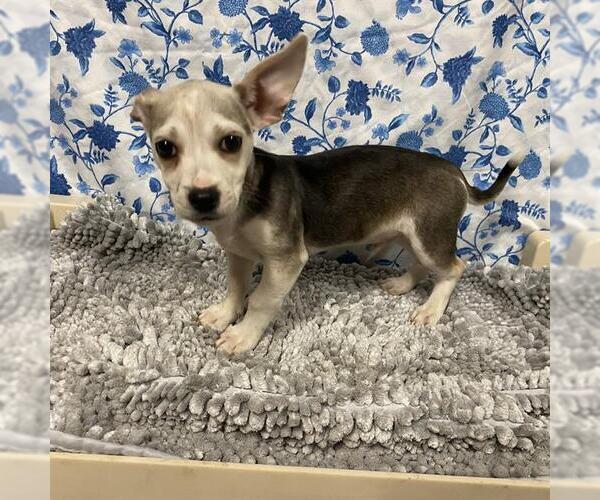 Medium Photo #1 Chihuahua-Unknown Mix Puppy For Sale in Modesto, CA, USA
