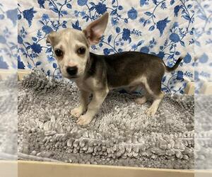 Chihuahua-Unknown Mix Dogs for adoption in Modesto, CA, USA