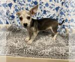 Small Chihuahua Mix