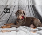 Small #3 Doberman Pinscher