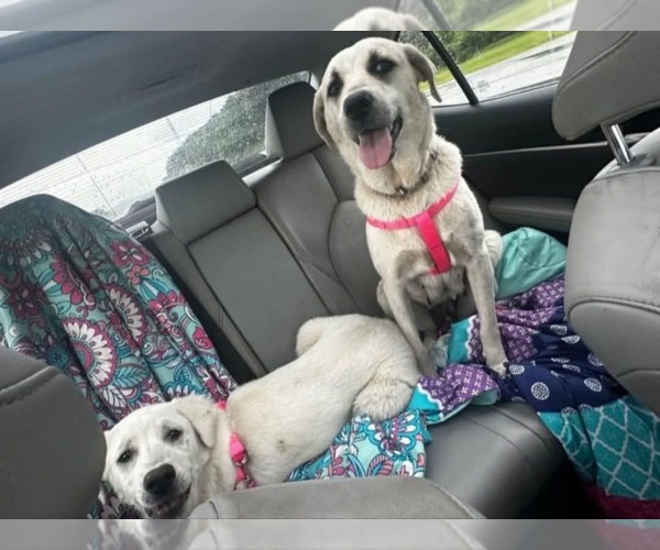 Medium Photo #4 Anatolian Shepherd-Labrador Retriever Mix Puppy For Sale in Scottsboro, AL, USA