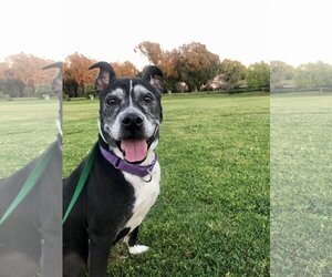Marni - Female Boxer-Unknown Mix Dog for Adoption - Photo #15