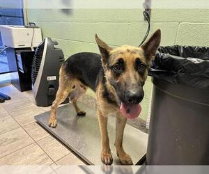 German Shepherd Dog-Unknown Mix Dogs for adoption in Grand Prairie, TX, USA