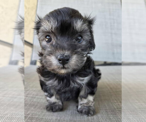 Medium Photo #1 Maltipoo (Miniature) Puppy For Sale in Corona, CA, USA