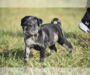 Pug Puppy for sale in PALM COAST, FL, USA