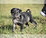 Small Pug
