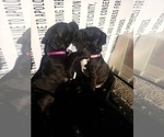 Small Photo #2 Staffordshire Bull Terrier Puppy For Sale in LONG BEACH, CA, USA