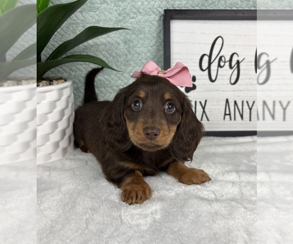 Medium Photo #3 Dachshund Puppy For Sale in FRANKLIN, IN, USA
