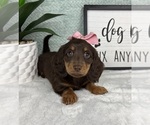 Small #2 Dachshund