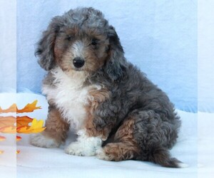 Poodle (Miniature)-Sheepadoodle Mix Puppy for sale in FREDERICKSBURG, OH, USA