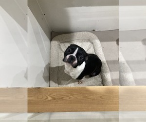 Mother of the Boston Terrier puppies born on 09/24/2022