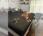 Small #5 German Shepherd Dog Mix