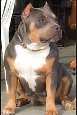 Mother of the American Bully puppies born on 01/22/2017
