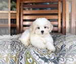 Miles - Male Mal-Shi Puppy for Sale - Photo #3
