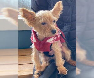 Mutt Dogs for adoption in Allentown,, PA, USA