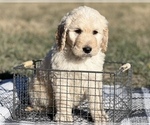 Small Photo #3 Goldendoodle Puppy For Sale in MARYVILLE, MO, USA