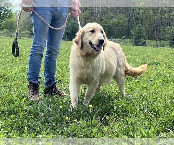Medium Photo #1 Golden Retriever Puppy For Sale in NEOLA, WV, USA
