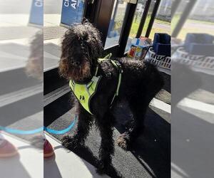 Goldendoodle Dogs for adoption in Temple, TX, USA