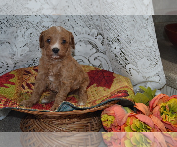 Medium Photo #2 Cavapoo-Poodle (Miniature) Mix Puppy For Sale in GREENWOOD, WI, USA