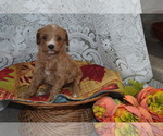 Small #1 Cavapoo-Poodle (Miniature) Mix