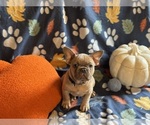 Small #3 French Bulldog