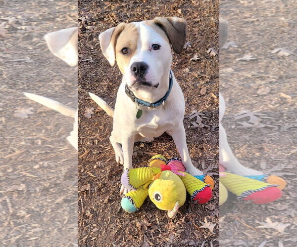 Medium Photo #2 American Staffordshire Terrier-Unknown Mix Puppy For Sale in Arlington, VA, USA