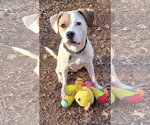Small #1 American Staffordshire Terrier Mix