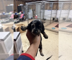 Dachshund Puppy for sale in WHITE OAK, GA, USA