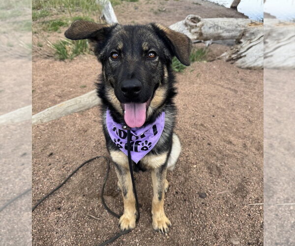 Medium Photo #2 German Shepherd Dog-Unknown Mix Puppy For Sale in Lakewood, CO, USA
