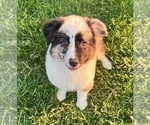 Image preview for Ad Listing. Nickname: Austen