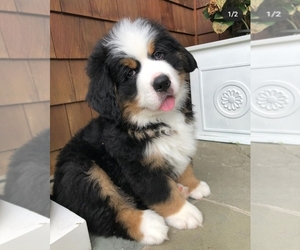 Bernese Mountain Dog Puppy for sale in TAMPA, FL, USA