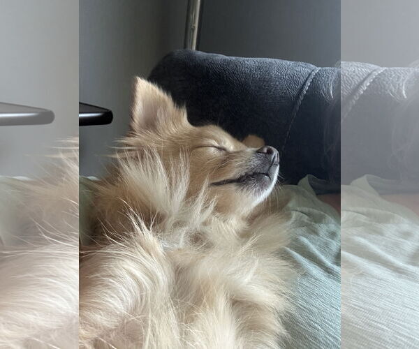 Medium Photo #19 Chiranian Puppy For Sale in Minneapolis, MN, USA