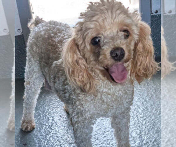 Medium Photo #1 Poodle (Toy) Puppy For Sale in GOSHEN, IN, USA