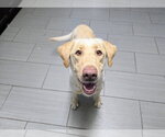 Small #2 Labrador Retriever