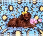 Small Photo #3 Goldendoodle-Poodle (Miniature) Mix Puppy For Sale in LINCOLN UNIVERSITY, PA, USA