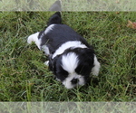 Puppy Elliott Shih Tzu