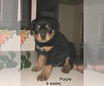 Small Photo #4 Rottweiler Puppy For Sale in VICTORVILLE, CA, USA