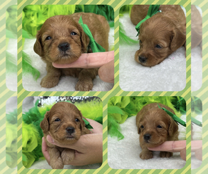 Cavapoo Puppy for sale in BULLARD, TX, USA