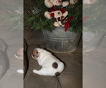 Small Photo #2 French Bulldog Puppy For Sale in ROSEVILLE, OH, USA