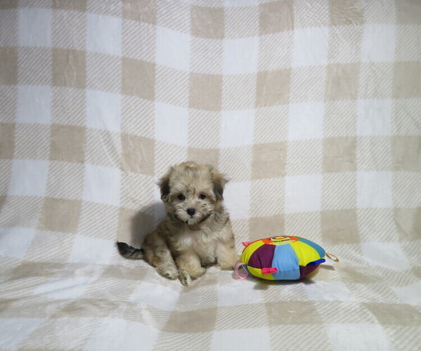 Medium Photo #3 Morkie Puppy For Sale in COOKEVILLE, TN, USA