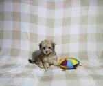 Small #2 Morkie