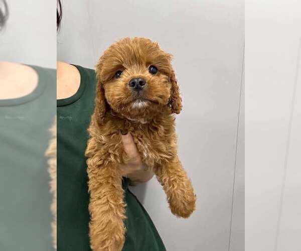 Medium Photo #1 Cavalier King Charles Spaniel-Unknown Mix Puppy For Sale in New York, NY, USA