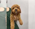 Winston (OH) - Male Cavalier King Charles Spaniel-Unknown Mix Dog for Adoption - Small photo